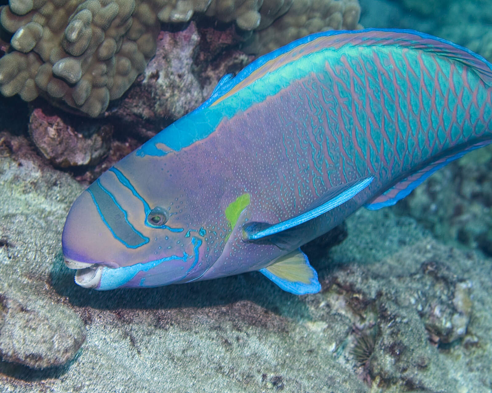 Chlorurus perspicillatus (Steindachner 1879) resmi