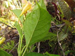 Image of Mandevilla urophylla (Hook. fil.) R. E. Woodson