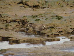 Image of Gray-tailed Tattler