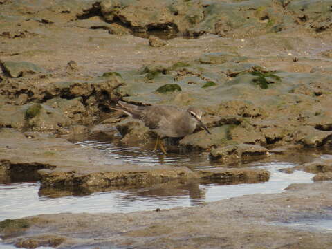 Image of Gray-tailed Tattler