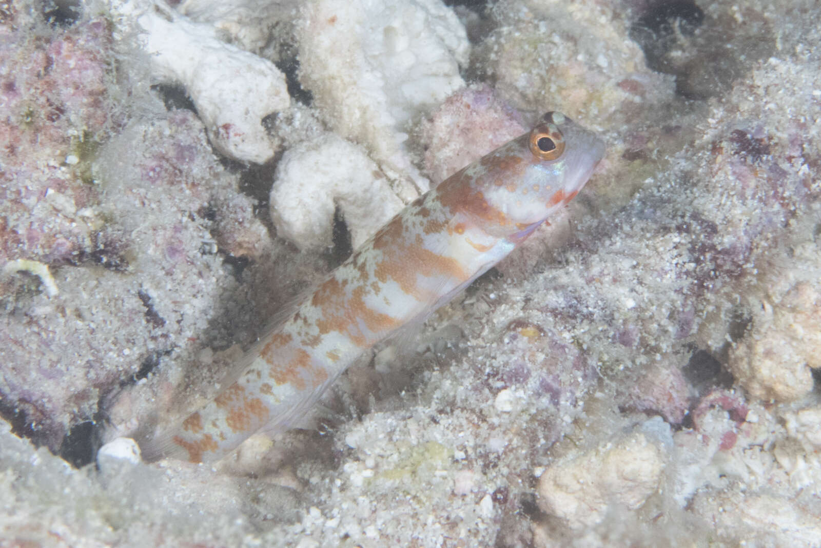 Image of Broad-banded shrimpgoby