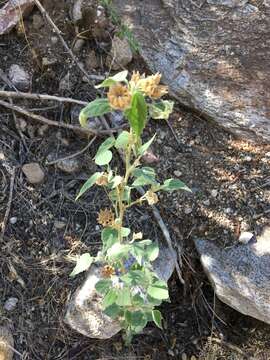 Image of shrubby Indian mallow