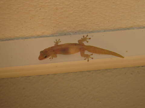 Image of Common House Gecko