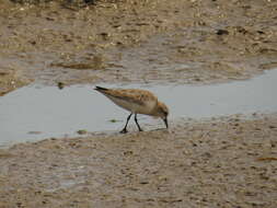 Image of Red-necked Stint