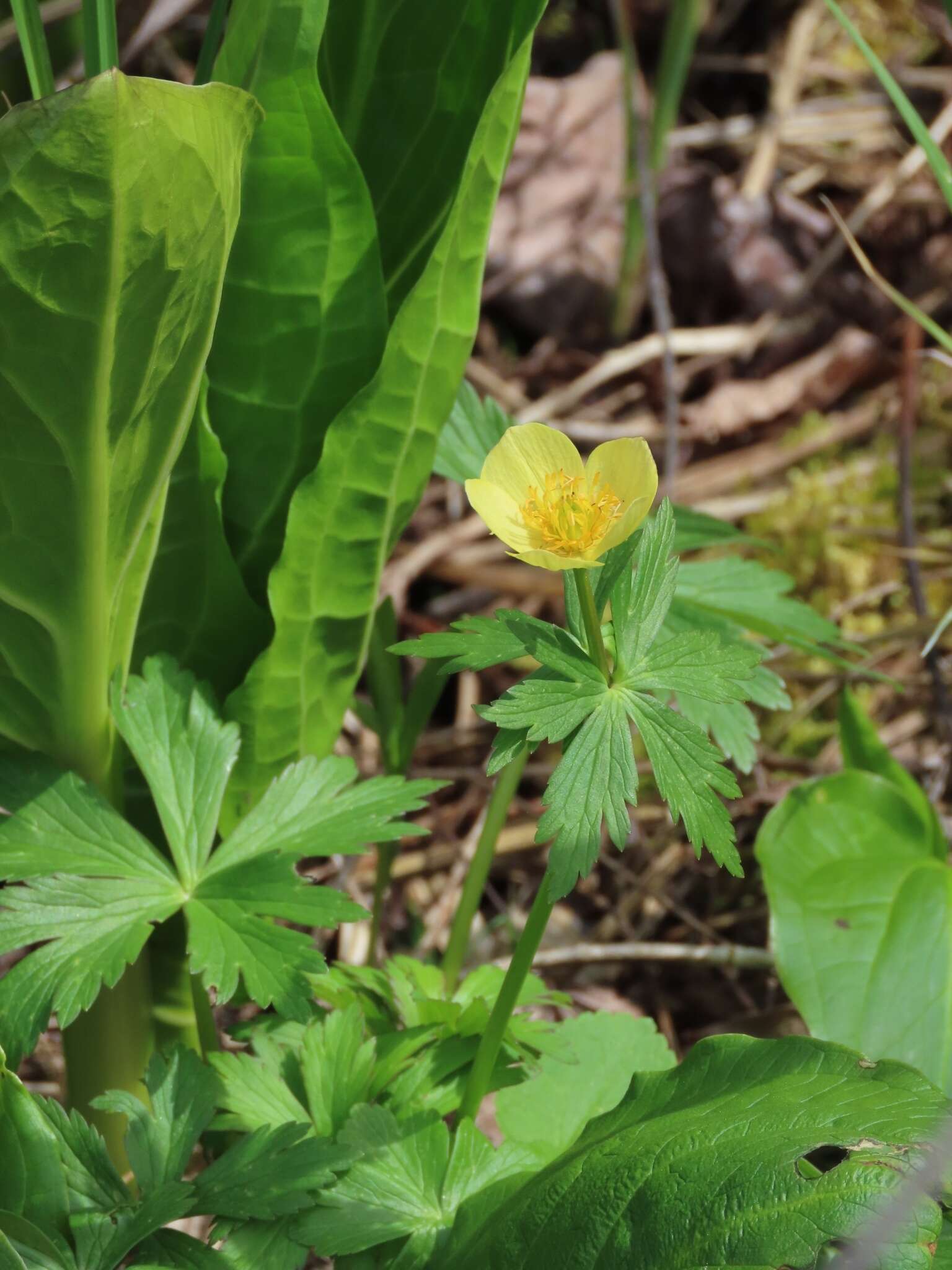 Image of American globeflower