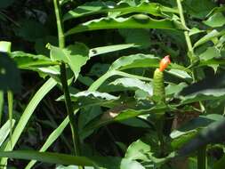 Image of Costus pictus D. Don