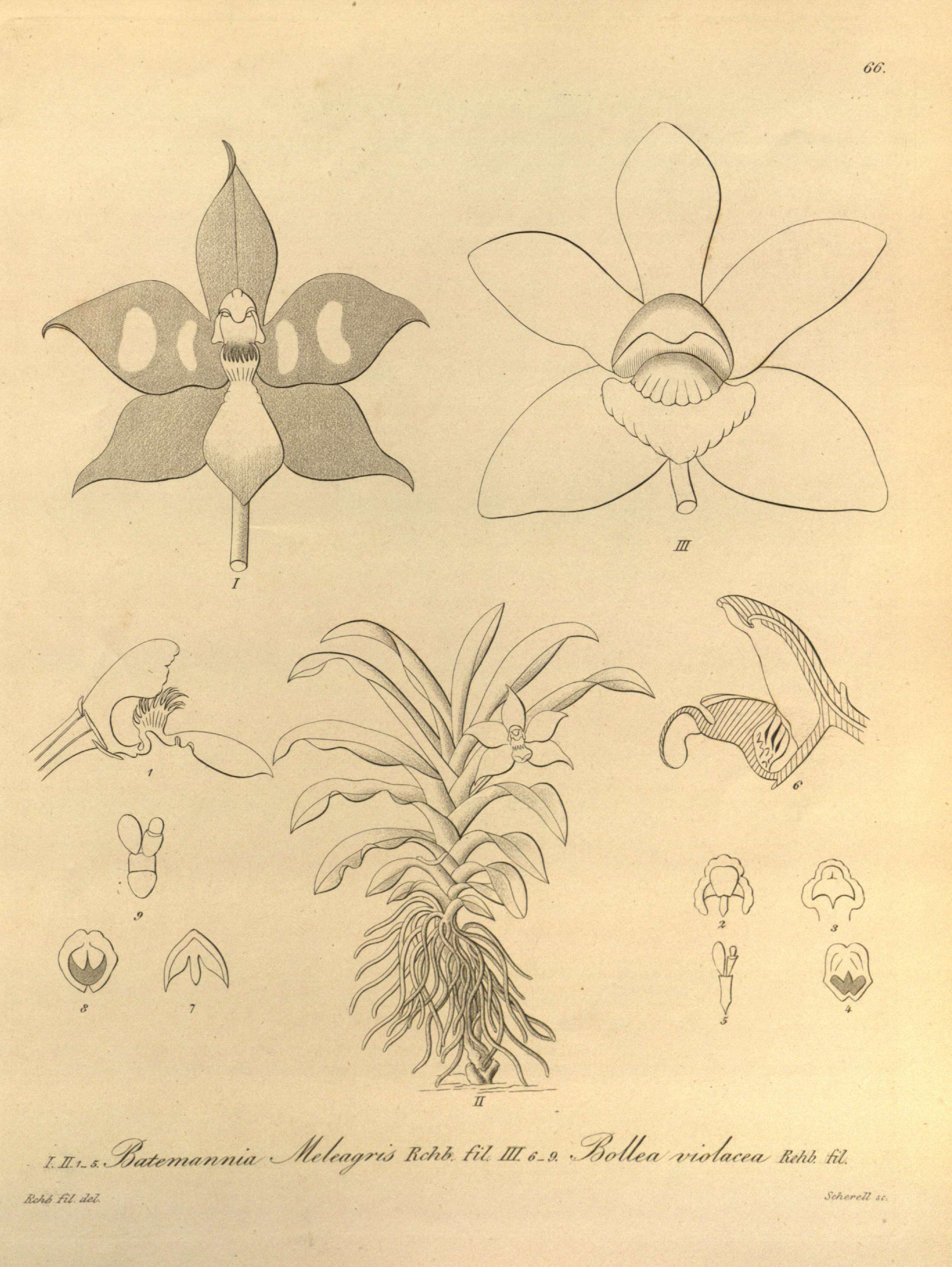 Image of Huntleya meleagris Lindl.