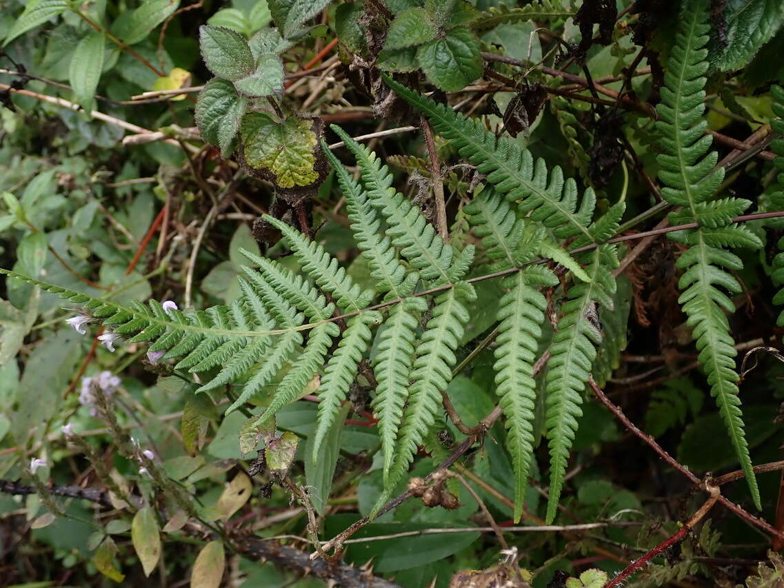 Слика од Phegopteris subaurita (Tag.) Tag.