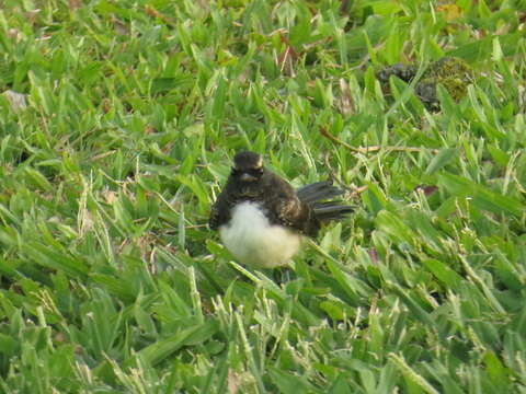 Image of Willie Wagtail