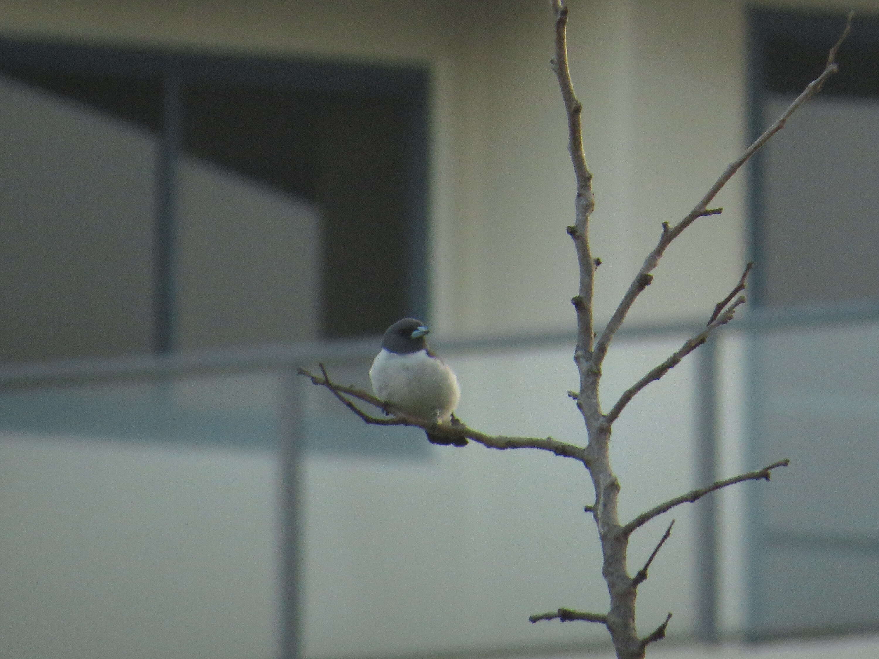 Image of White-breasted Woodswallow