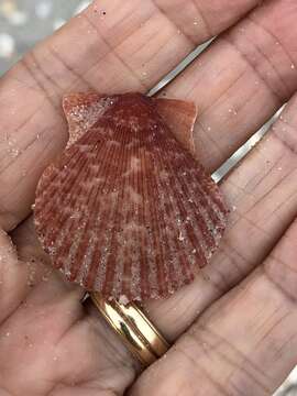 Image of Aequipecten muscosus (W. Wood 1828)