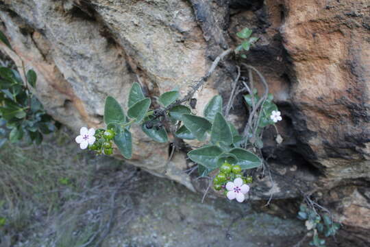 Image of Teedia pubescens Burch.