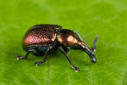 Image of poplar leaf-rolling weevil