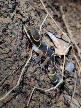 Image of Boulenger’s Indian Gecko