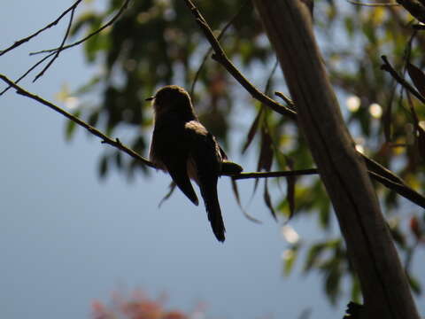 Image of Pallid Cuckoo