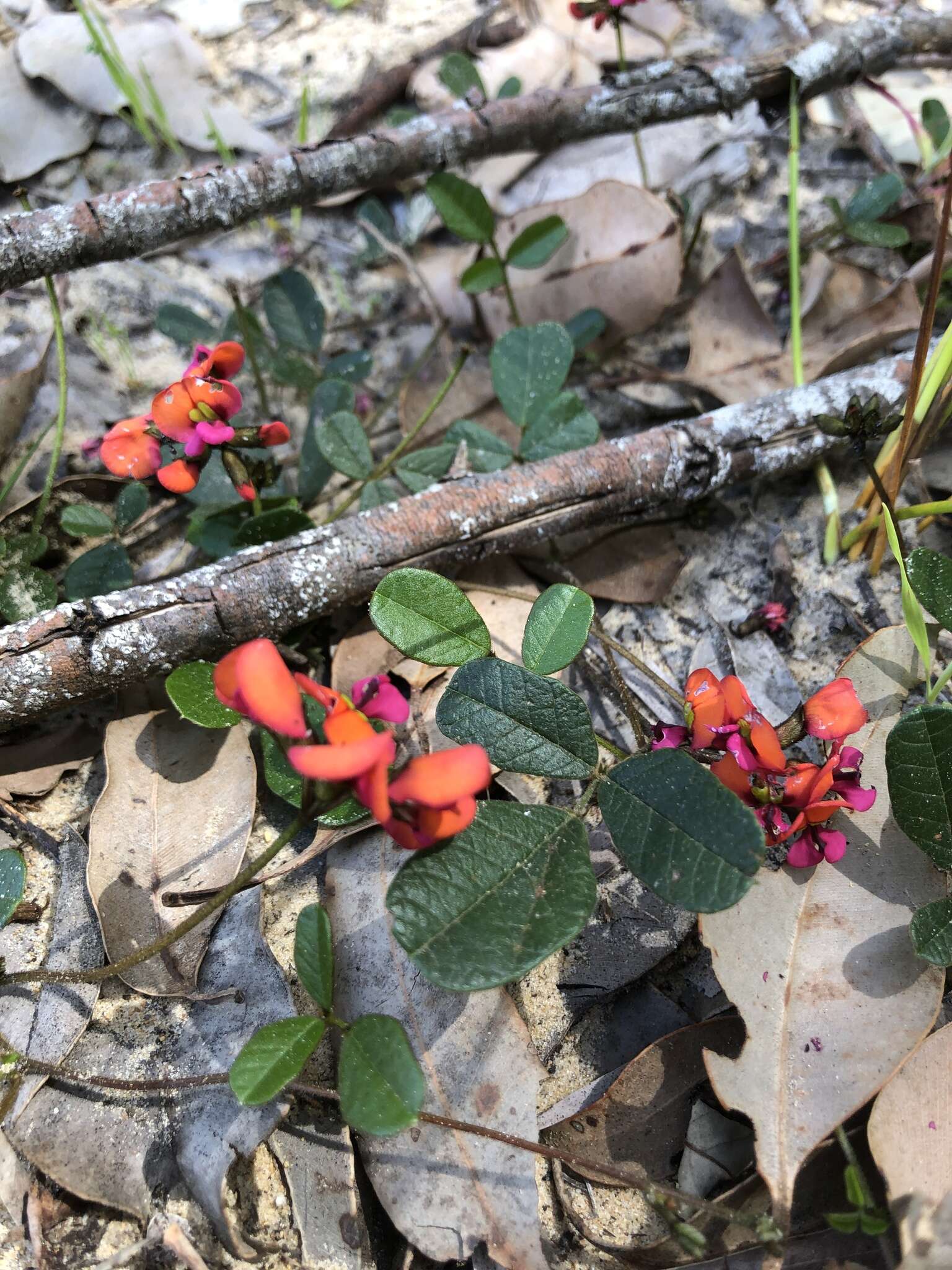 Image of Kennedia coccinea Vent.