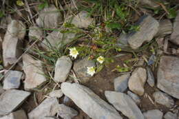 Image of Gentiana itzershanensis T. S. Liu & C. C. Kuo