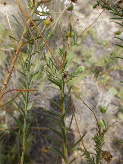 Felicia hyssopifolia (Berg.) Nees resmi