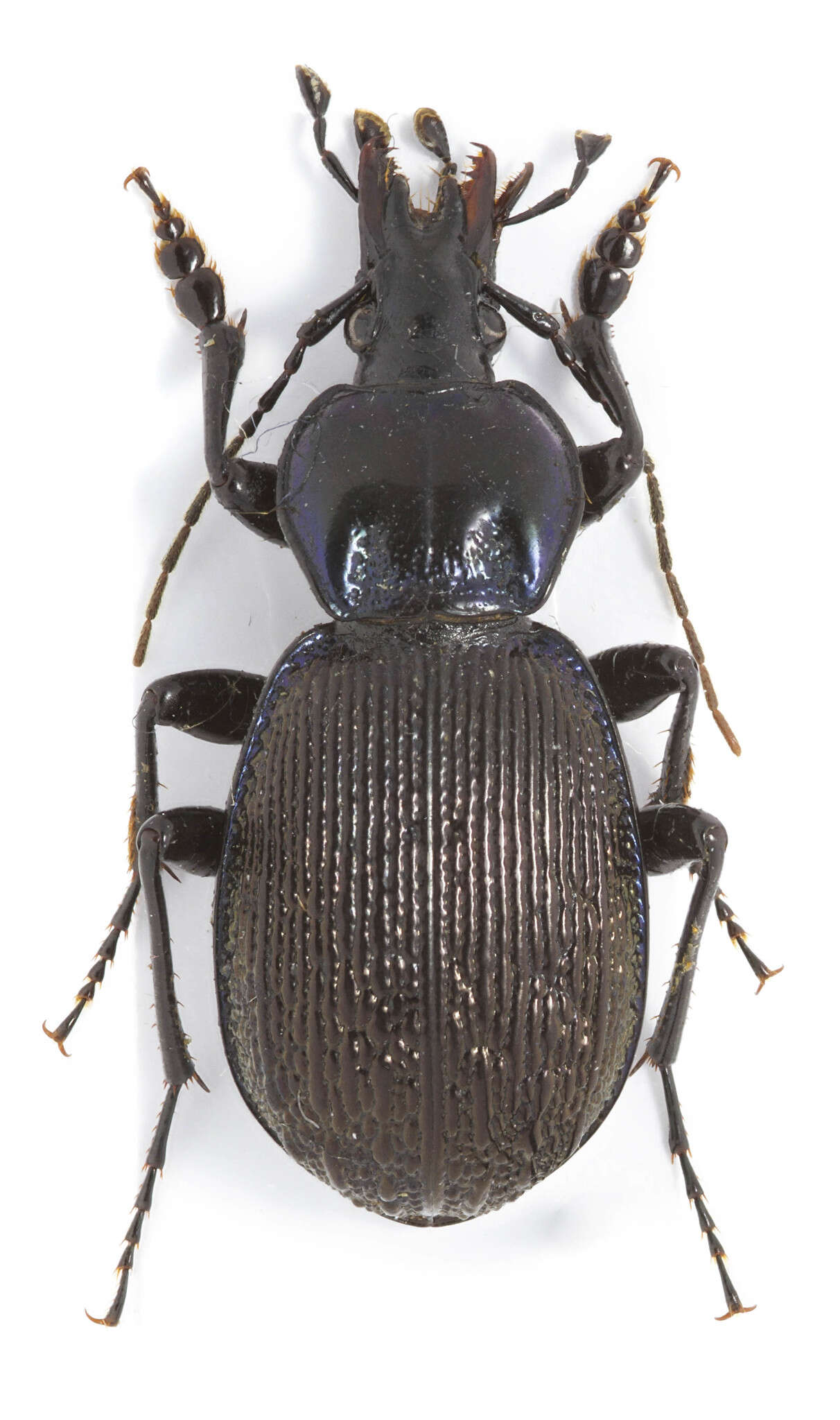 Image of Sphaeroderus stenostomus lecontei Dejean 1826