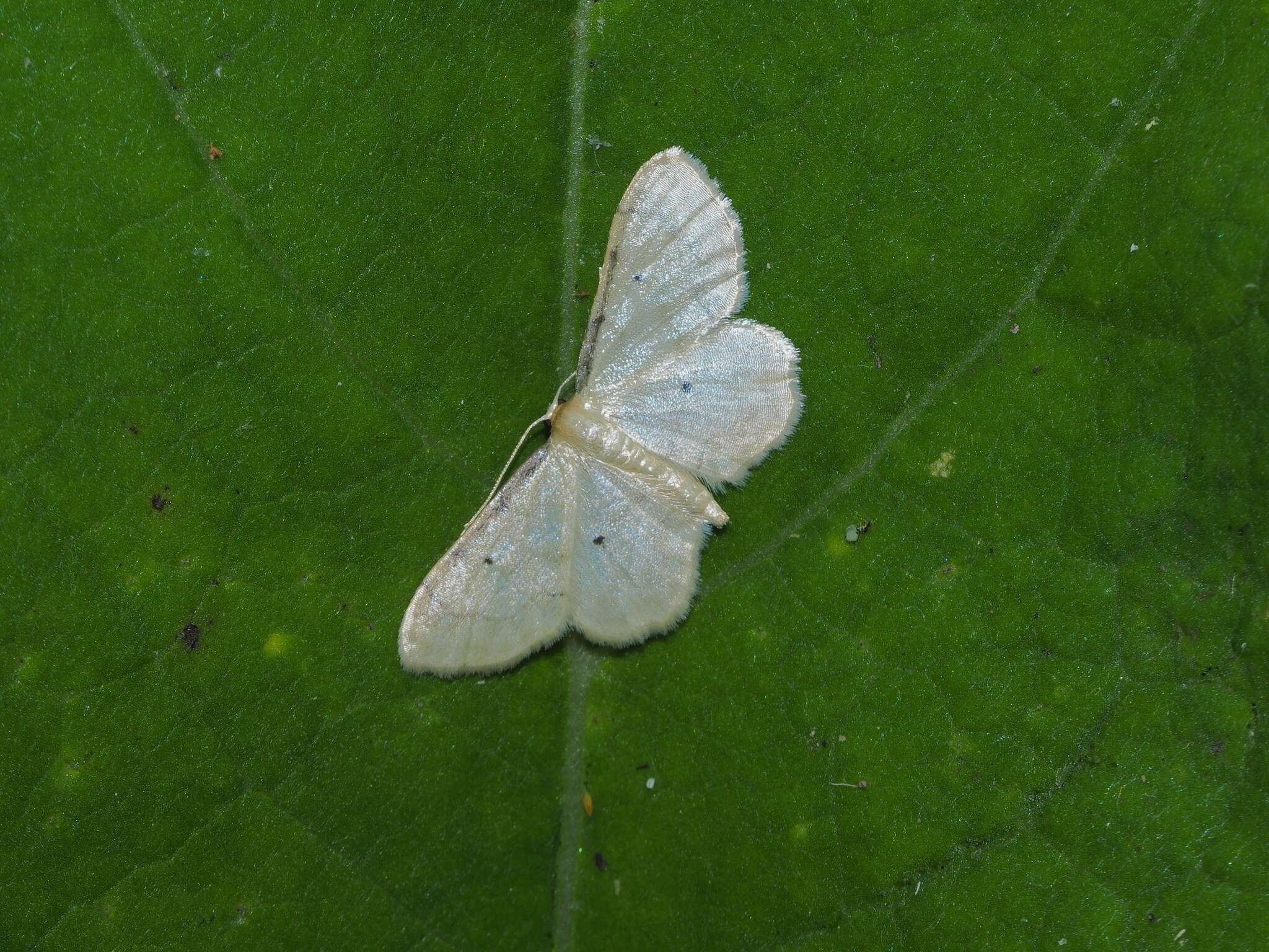 Image of Idaea politaria Hübner 1799