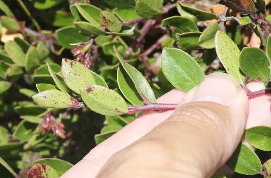 Image of Arctostaphylos uva-ursi subsp. uva-ursi