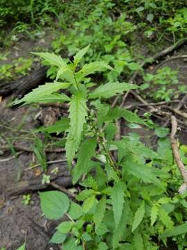 Image of Taper-Leaf Water-Horehound