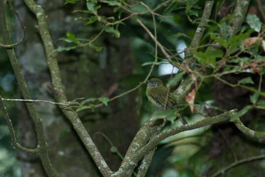 Rhynchocyclus brevirostris (Cabanis 1847)的圖片