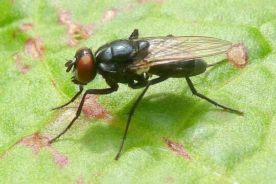 Image of Hydrotaea diabolus (Harris 1780)