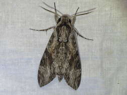 Image of convolvulus hawk moth