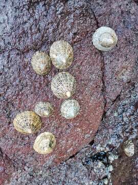 Image of Rustic Limpet