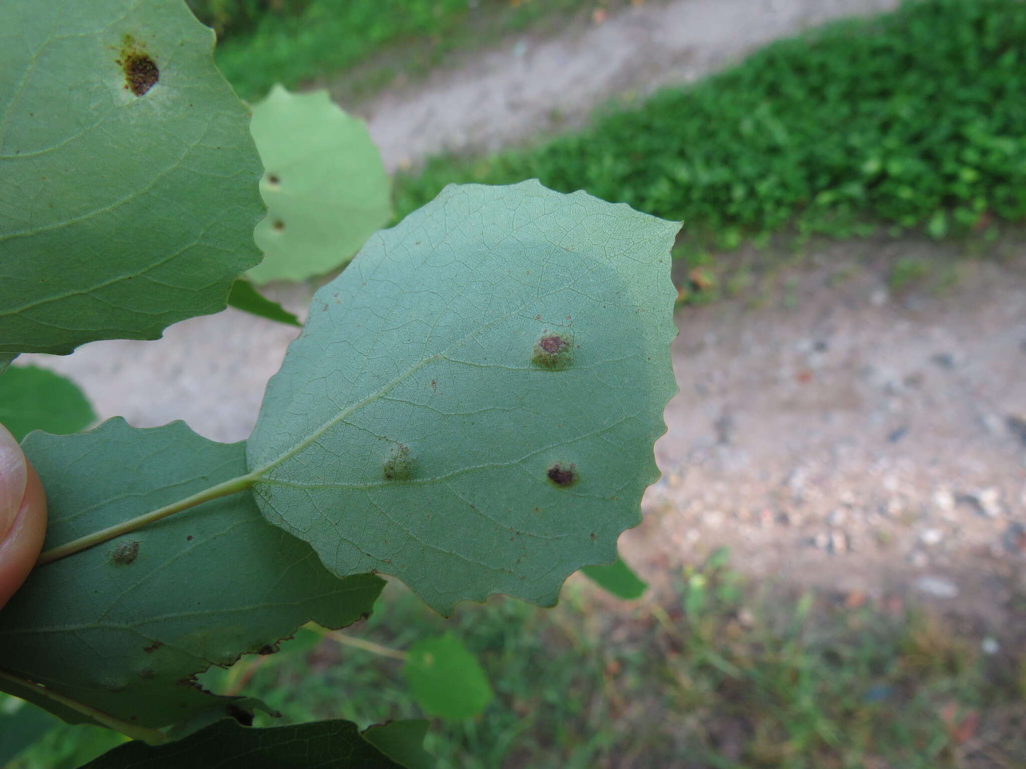 Image of <i>Phyllocoptes populi</i> (Nalepa 1894)