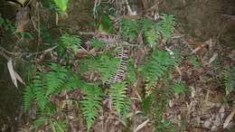 Image of Amauropelta glanduligera