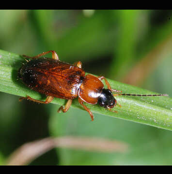 Image of Stenolophus (Stenolophus) skrimshiranus Stephens 1828