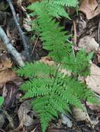 Plancia ëd Athyrium spinulosum (Maxim.) Milde