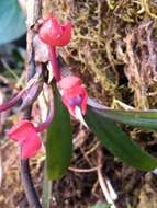 Imagem de Maxillaria ruberrima (Lindl.) Garay