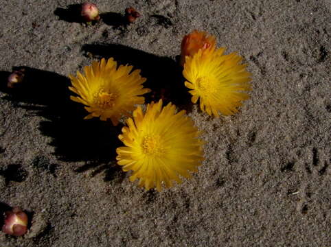 Image of Fenestraria rhopalophylla subsp. aurantiaca (N. E. Br.) H. E. K. Hartm.