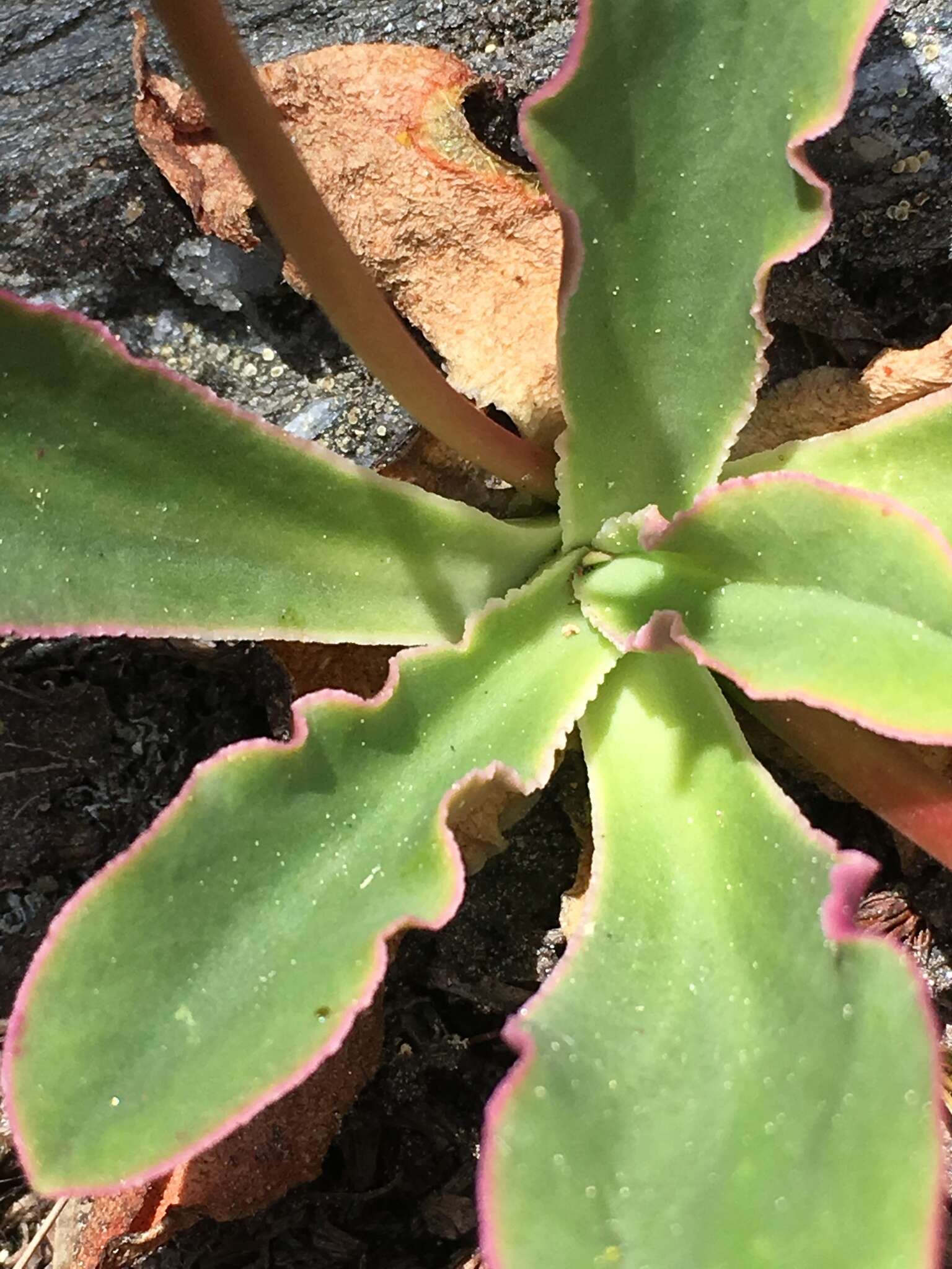 Image of Howell's lewisia