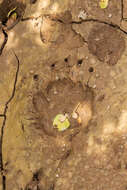 Image of Himalayan brown bear