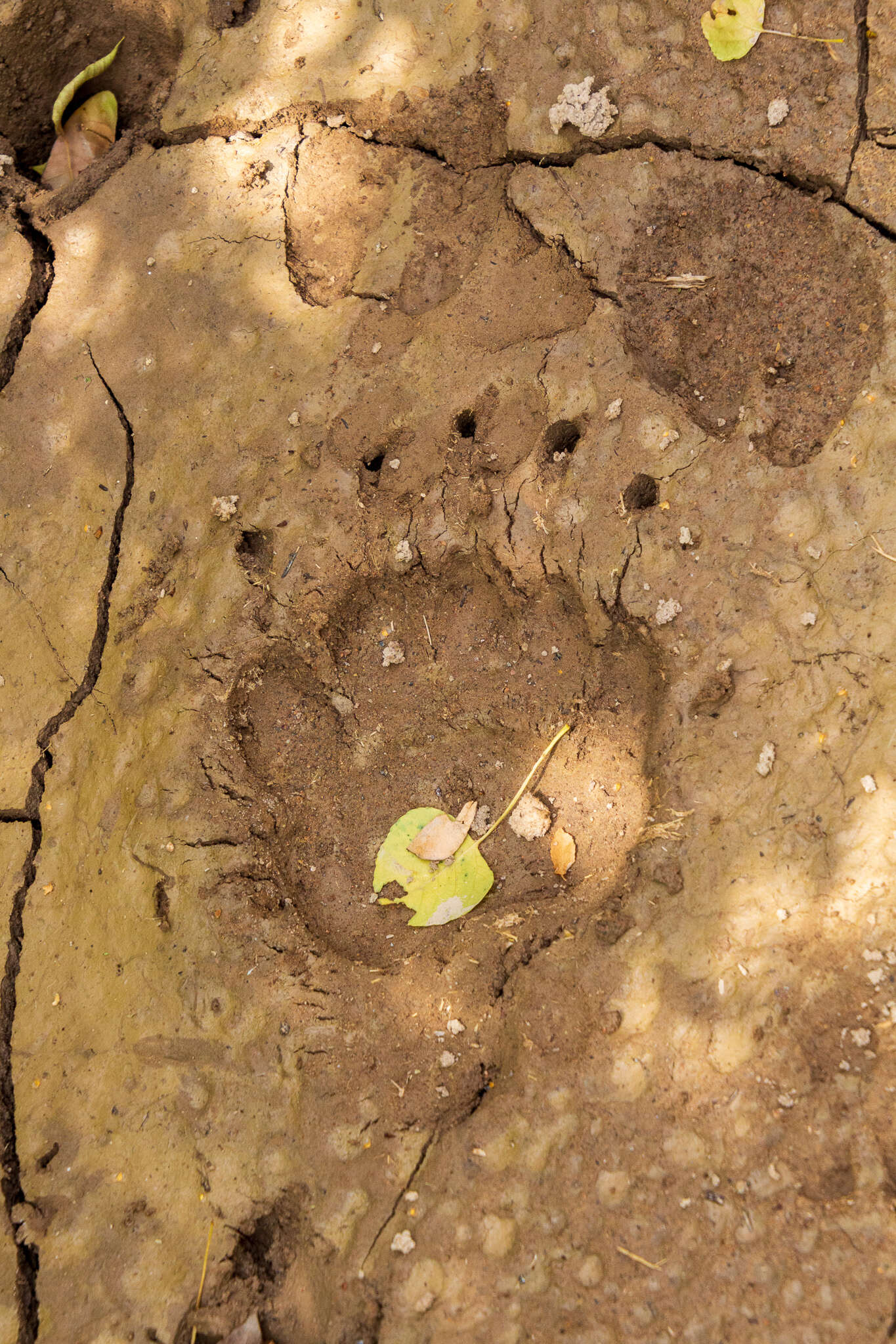 Image of Himalayan brown bear