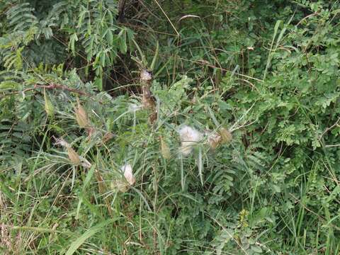 Image of Gomphocarpus tomentosus Burch.