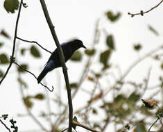 Image of fairy-bluebirds