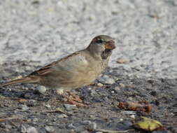 صورة Passer domesticus balearoibericus Jordans 1923