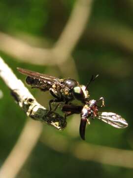 Image of Cerotainia macrocera (Say 1823)