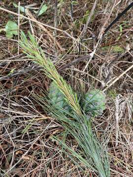 Image of Taiwan White Pine