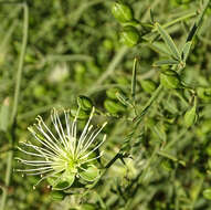 Image of Maerua juncea Pax