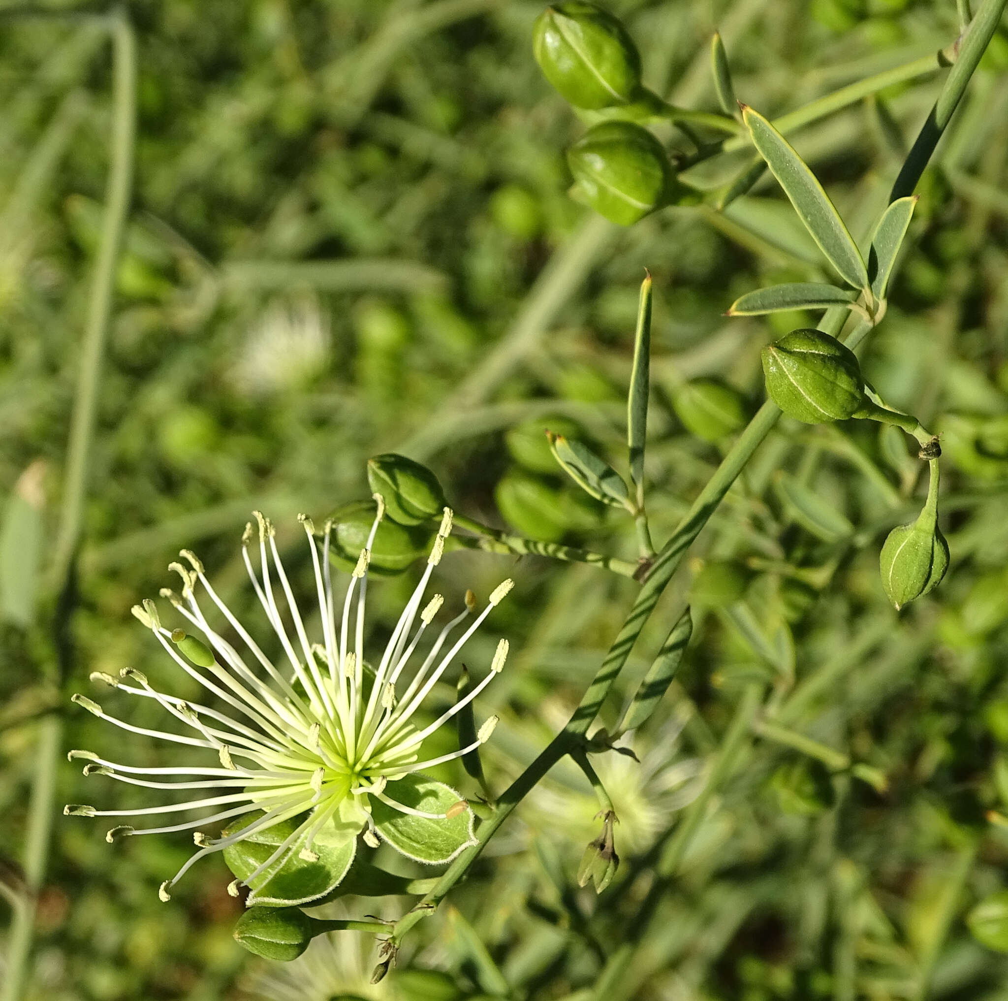 Image of Maerua juncea Pax