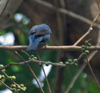 Image of fairy-bluebirds