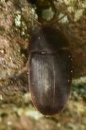 Слика од Eustrophus dermestoides (Fabricius 1792)