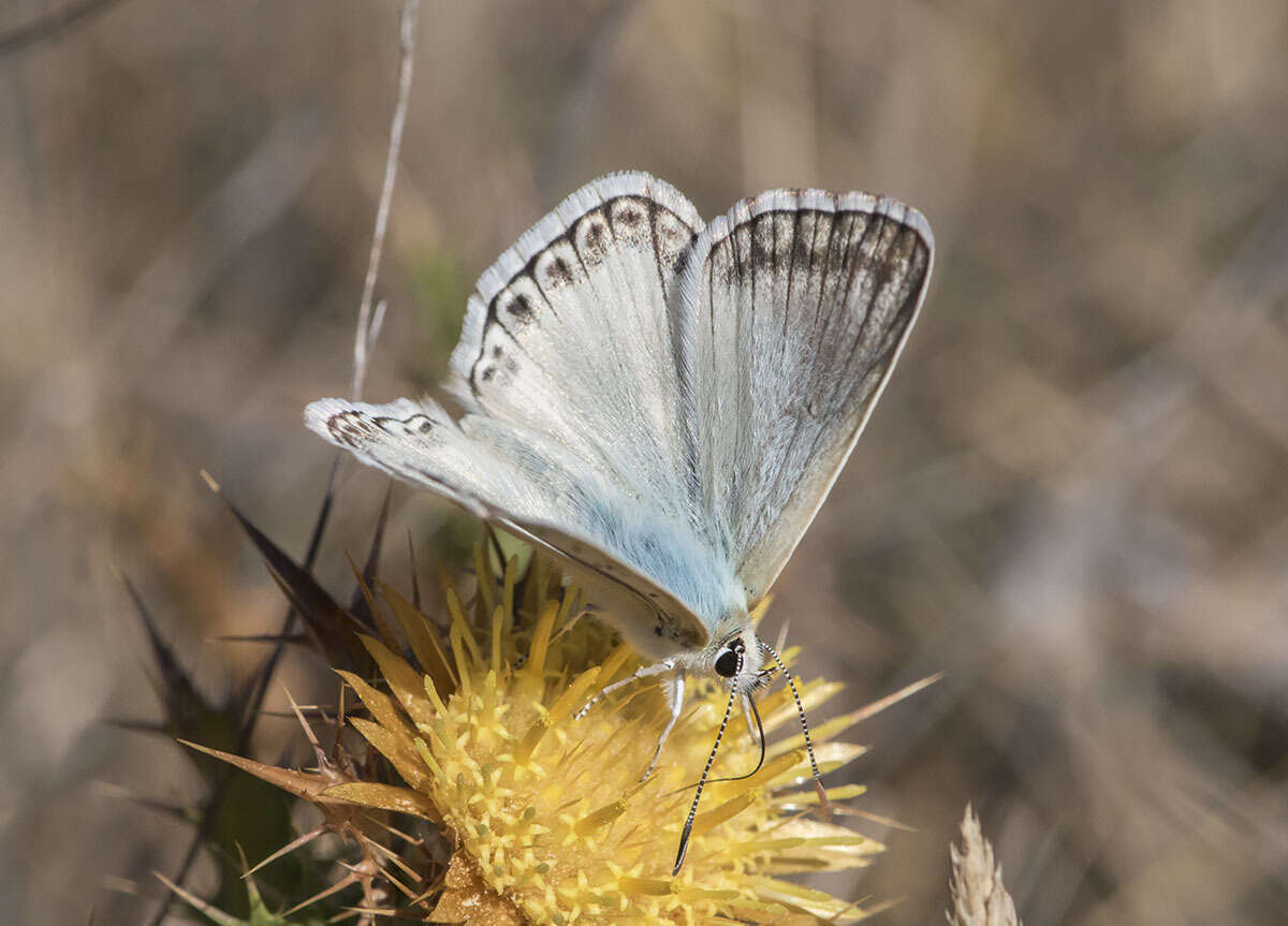 Imagem de Polyommatus albicans (Gerhard 1851)