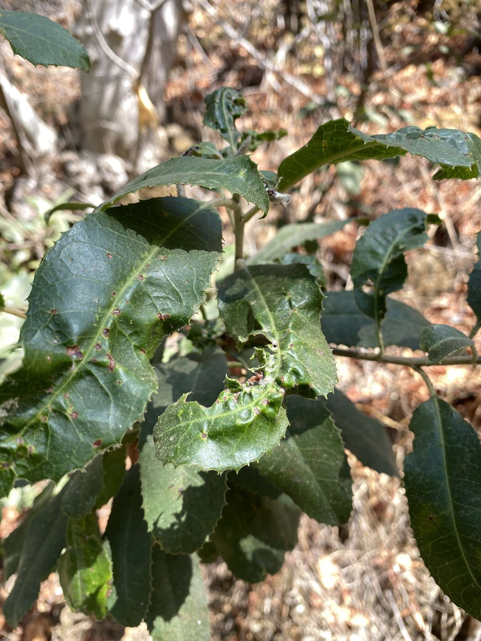 Image de Liothrips (Liothrips) ilex (Moulton 1907)